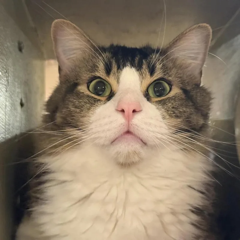 Fosbury Flop thumbnail 3