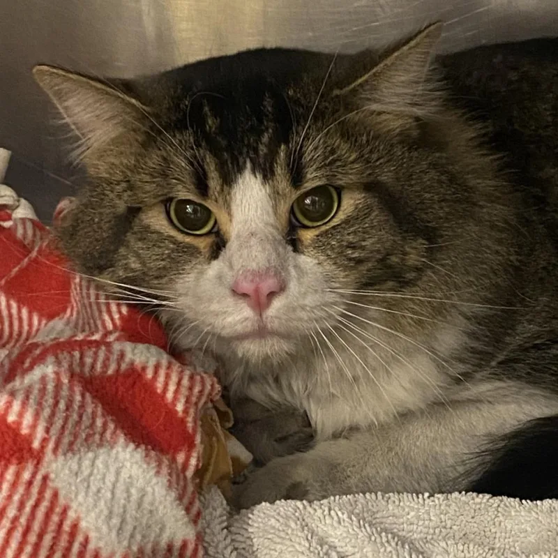 Fosbury Flop thumbnail 4