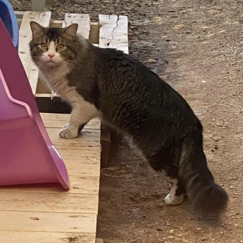 Fosbury Flop thumbnail 5