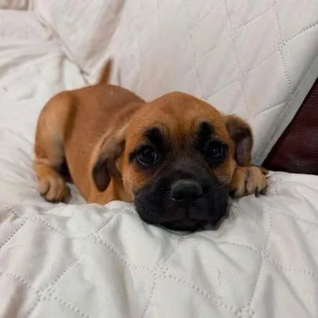 A baby small-sized female Brown / Chocolate Pug dog named Fenna for adoption in Alma, WI
