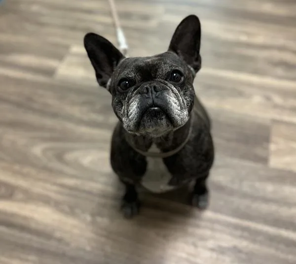 An adult small-sized female French Bulldog dog named Kelly for adoption in San Diego, CA