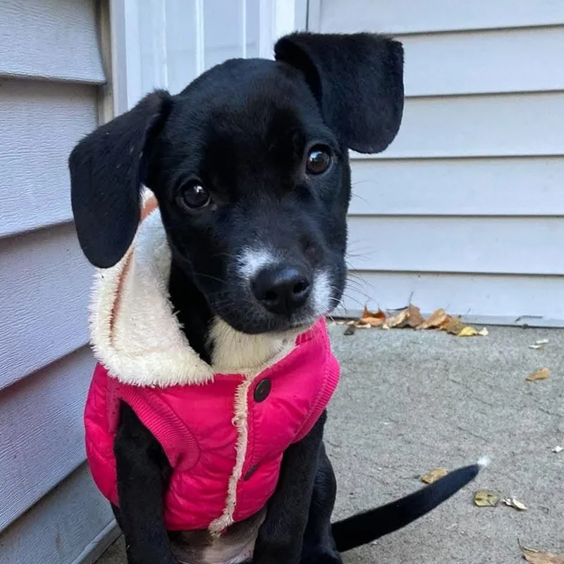 A baby medium-sized female Labrador Retriever dog named Dottie for adoption in Carmel, NY
