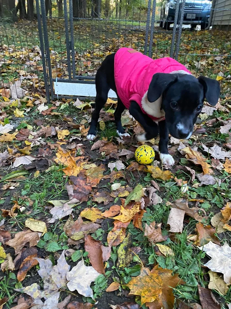Dottie thumbnail 2