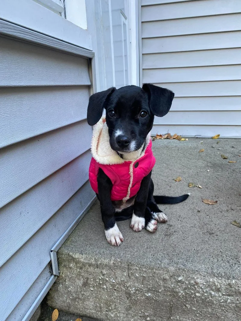Dottie thumbnail 3