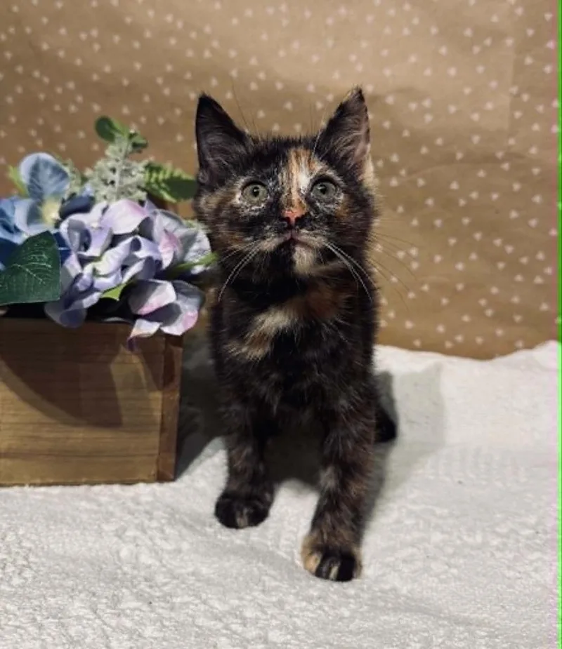 A baby small-sized female Tortoiseshell Domestic Short Hair cat named Lisa for adoption in Groveland, MA