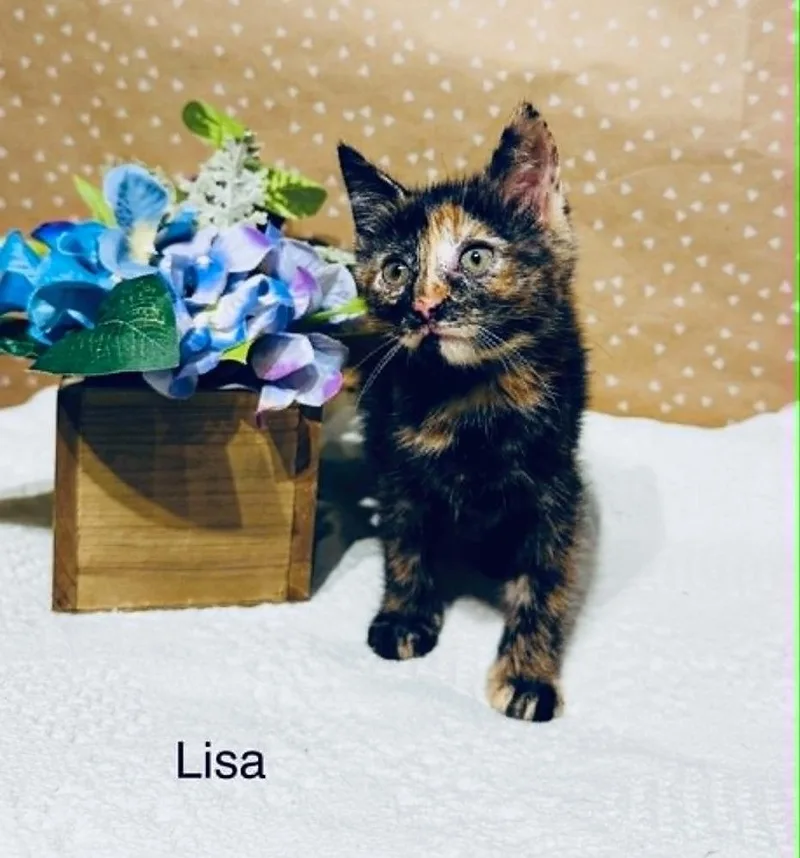 Lisa thumbnail 4