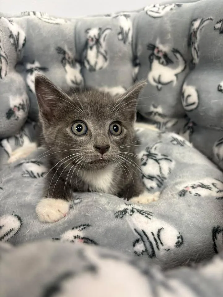 A baby small-sized female Domestic Short Hair cat named Anastasia for adoption in Lavonia, GA