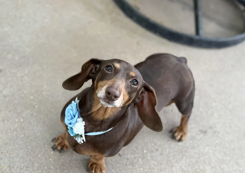 An adult small-sized female Brown / Chocolate Dachshund dog named Molly for adoption in Phoenix, AZ
