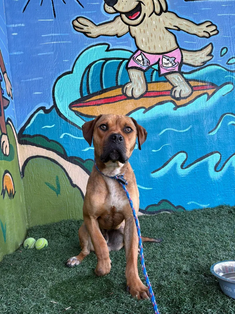 A young large-sized male Tricolor (Brown, Black, & White) Mastiff dog named Chase for adoption in Vandergrift, PA