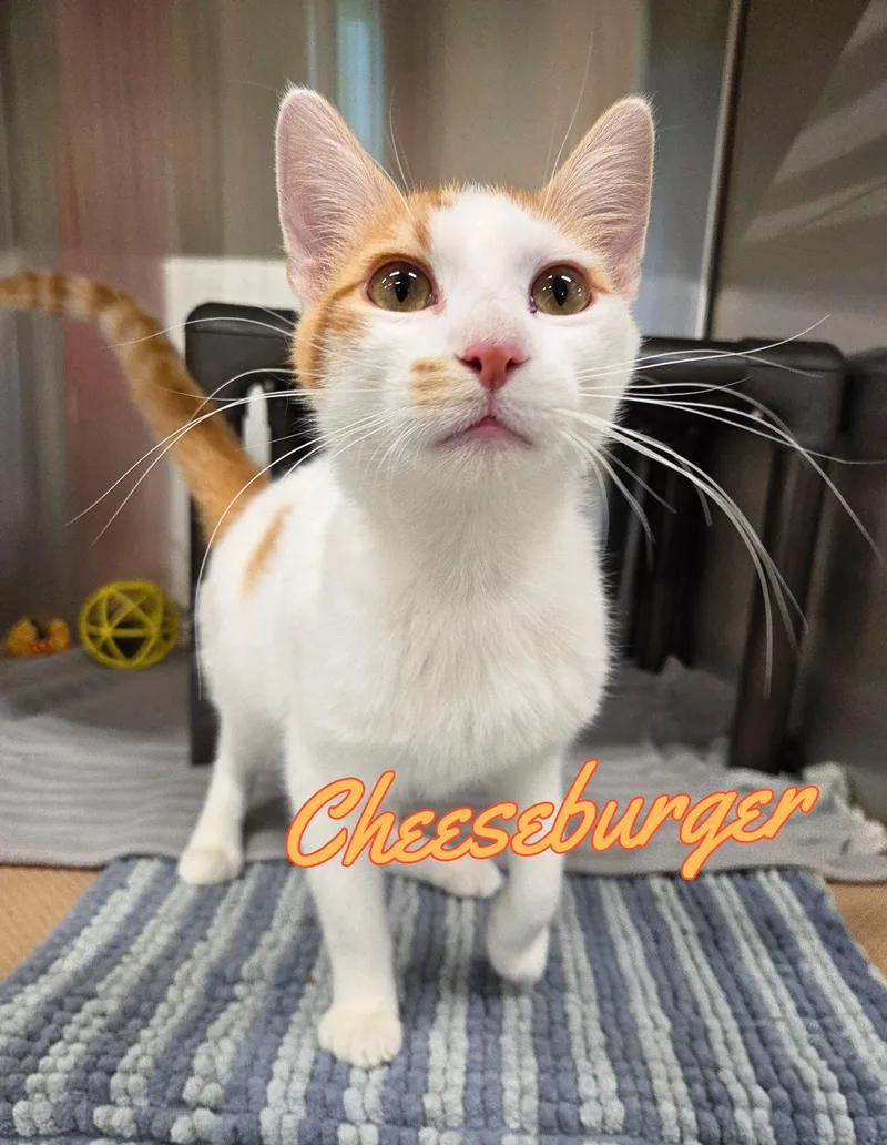 A young medium-sized male White Domestic Short Hair cat named Cheeseburger for adoption in Nevada, IA