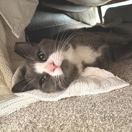 An adult medium-sized male Gray / Blue / Silver Domestic Short Hair cat named Peter Cotton Tail for adoption in Marshall, VA
