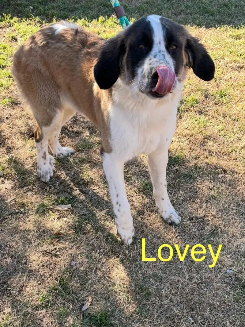 Lovey
