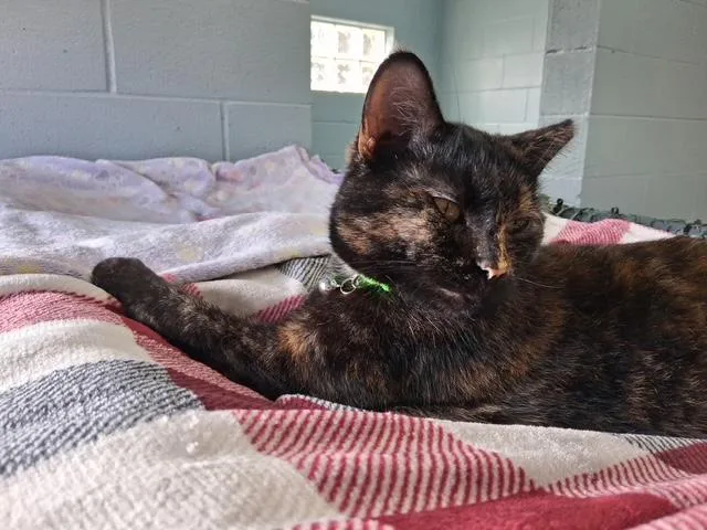 An adult large-sized female Tortoiseshell Domestic Short Hair cat named Celeste for adoption in Bryan, OH