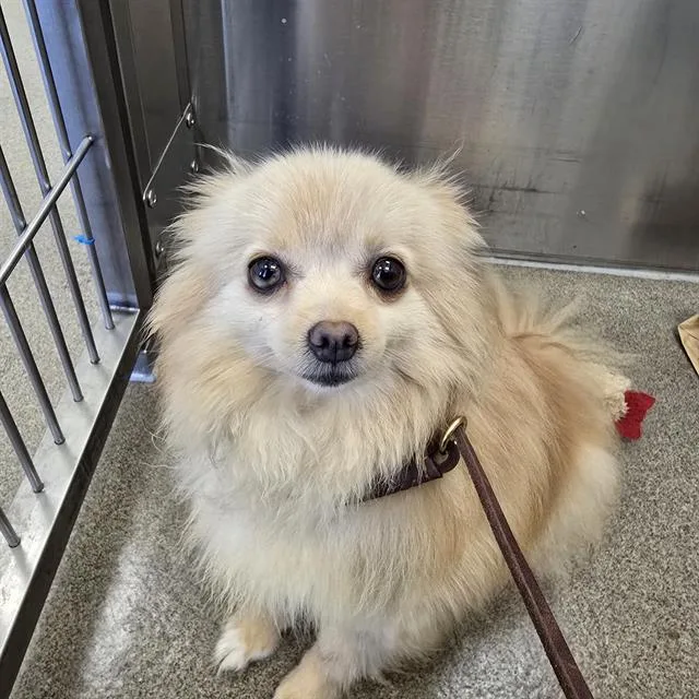 An adult small-sized female Pomeranian dog named Rinoa for adoption in Denver, CO