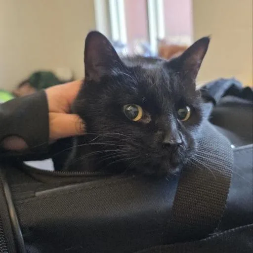 A senior medium-sized female Black Domestic Short Hair cat named Binx for adoption in Fairport, NY