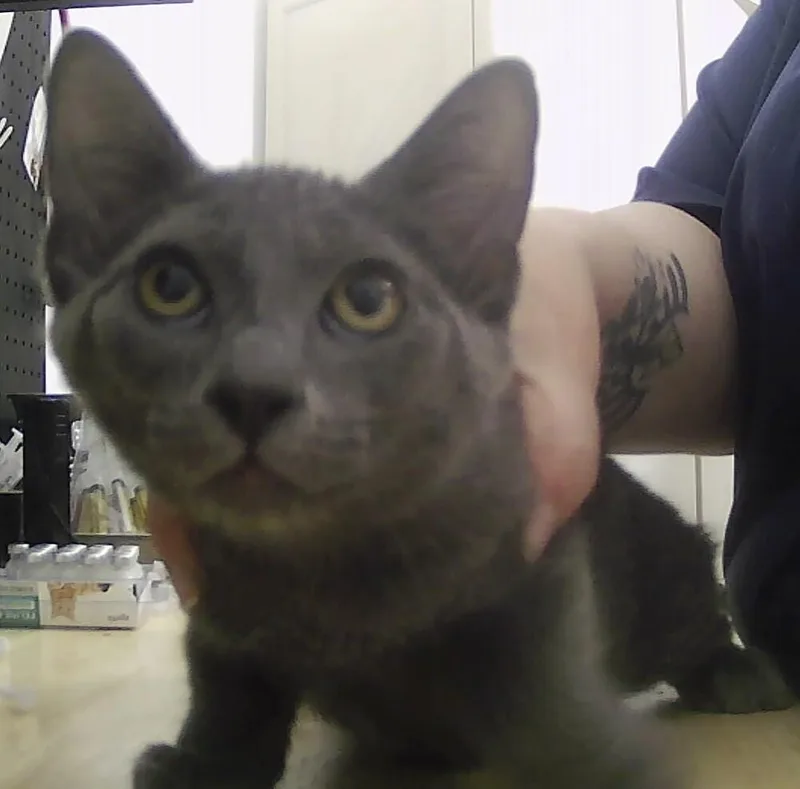 A baby small-sized male Gray / Blue / Silver Domestic Short Hair cat named Ross for adoption in Anoka, MN