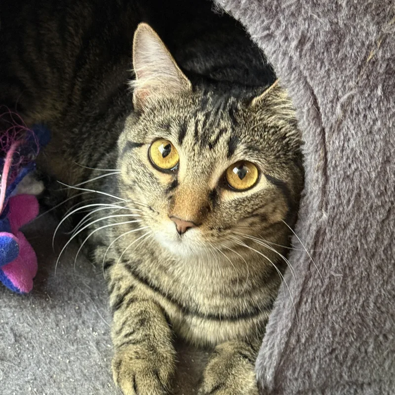 A young medium-sized female Tabby (Brown / Chocolate) Tabby cat named Juneau for adoption in Keller, TX