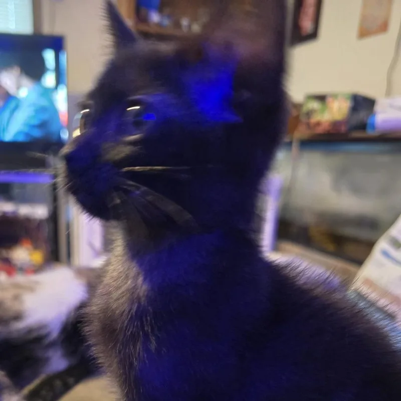 A baby small-sized female Black Domestic Short Hair cat named Nessie C for adoption in Princeton, MN