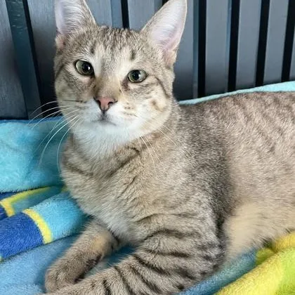 A young medium-sized male Brown / Chocolate Domestic Short Hair cat named Kobi for adoption in Tinley Park, IL