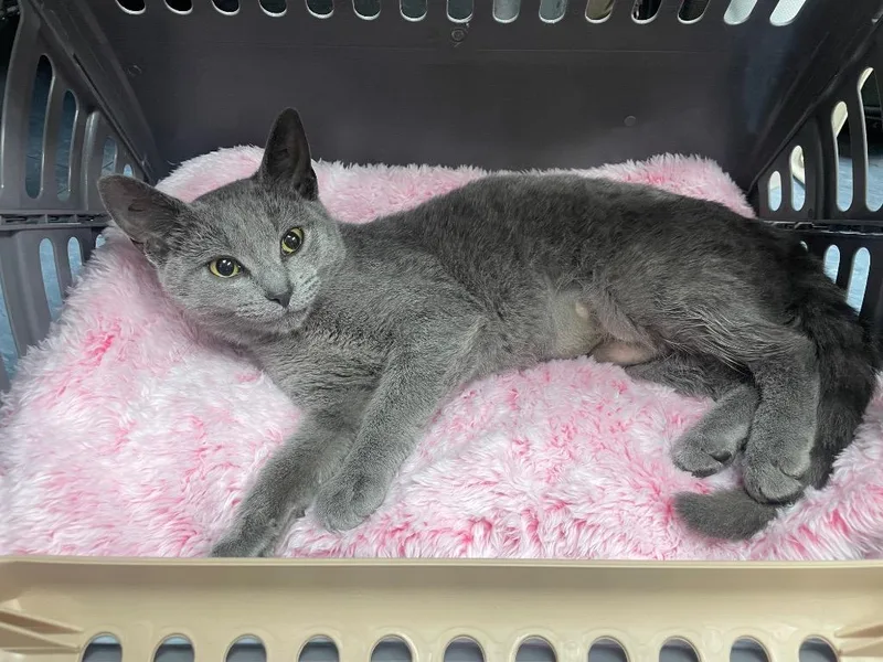 A young medium-sized female Domestic Short Hair cat named Shell for adoption in San Antonio, TX