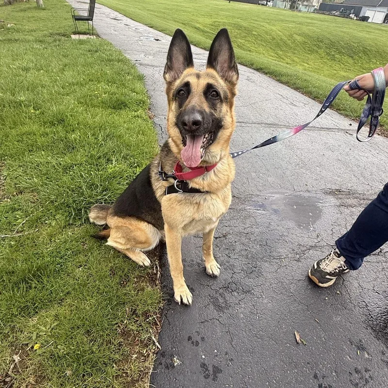 A young large-sized female Bicolor Shepherd dog named Dora for adoption in Adrian, MI