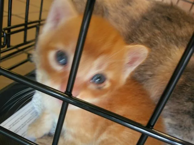 A baby small-sized male Domestic Short Hair cat named Calvin for adoption in Ocala, FL