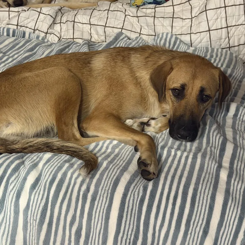 A young large-sized female Black Mouth Cur dog named Chloe for adoption in Dallas, TX