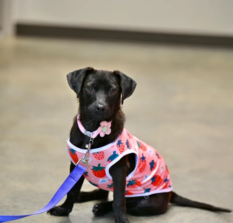 A young small-sized female Black Chihuahua dog named Nevaeh for adoption in Falmouth, ME