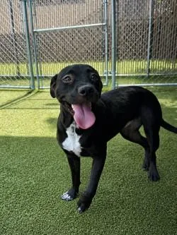 A young medium-sized female Mixed Breed dog named Dahlia for adoption in Savannah, GA