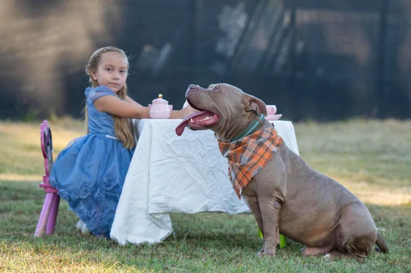 An adult large-sized male Gray / Blue / Silver American Bully dog named Creed for adoption in Tomball, TX