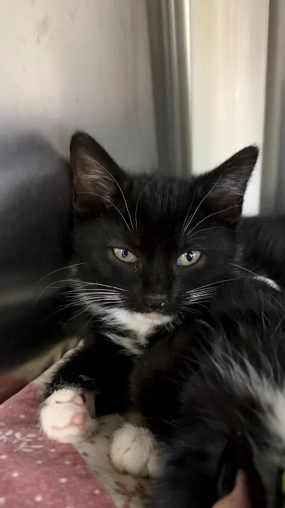 A baby medium-sized female Domestic Short Hair cat named Cookie Dough for adoption in Pomona, NY