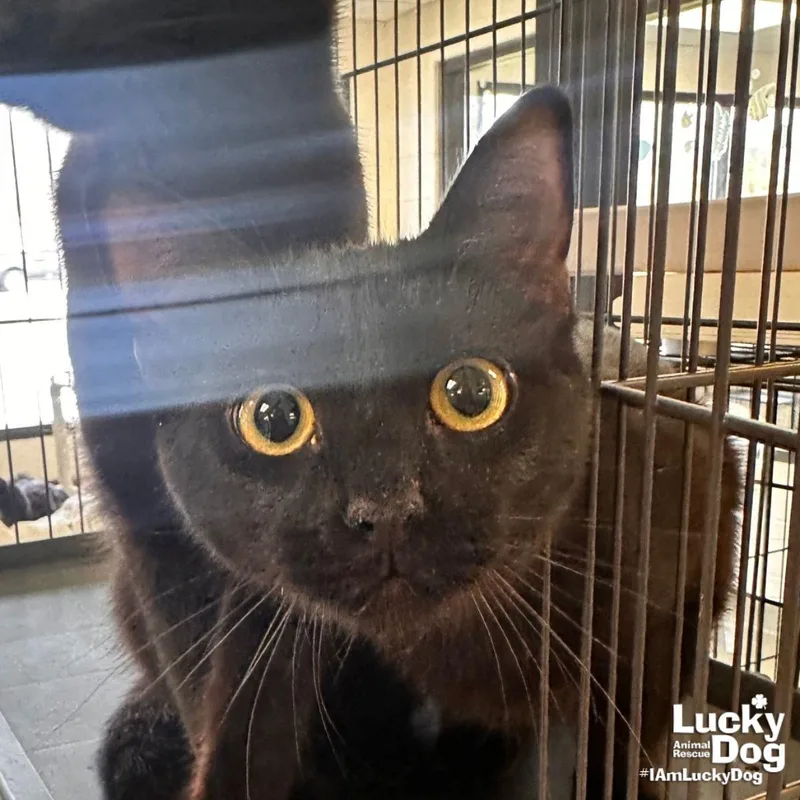 A young medium-sized female Black Domestic Short Hair cat named Darlene for adoption in Washington, DC