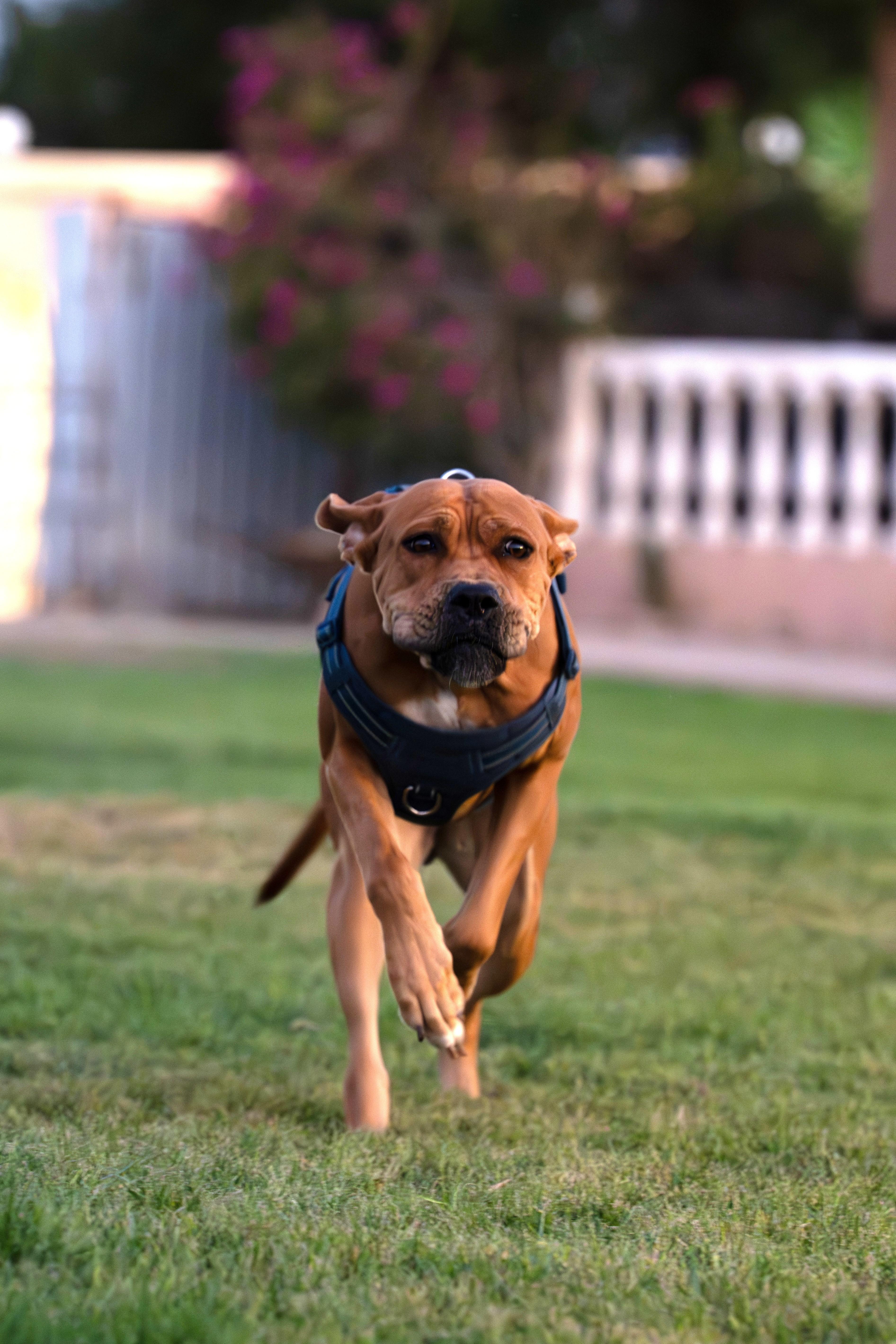 A young large-sized female Golden Boxer dog named Melody for adoption in New York, NY