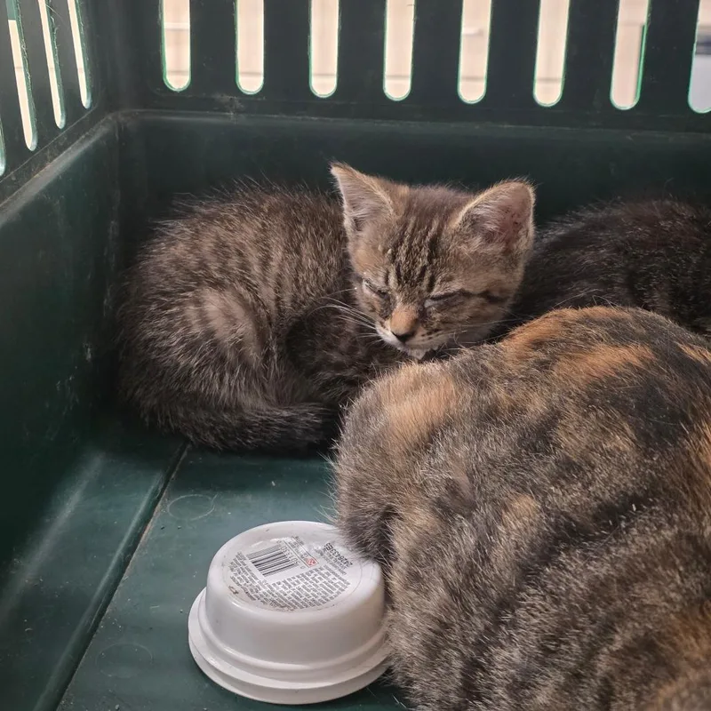 A baby small-sized female Gray / Blue / Silver Domestic Short Hair cat named Corn for adoption in Chattanooga, TN