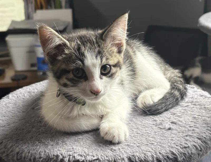 A baby medium-sized male Tabby (Gray / Blue / Silver) Tabby cat named Theodore for adoption in Macomb, MI