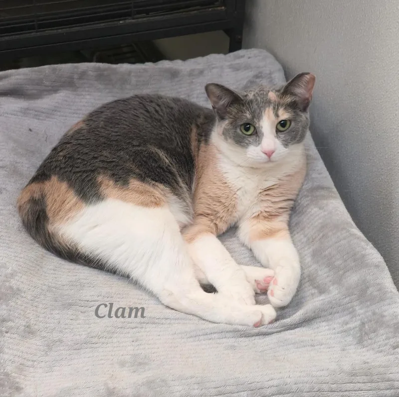 Clam