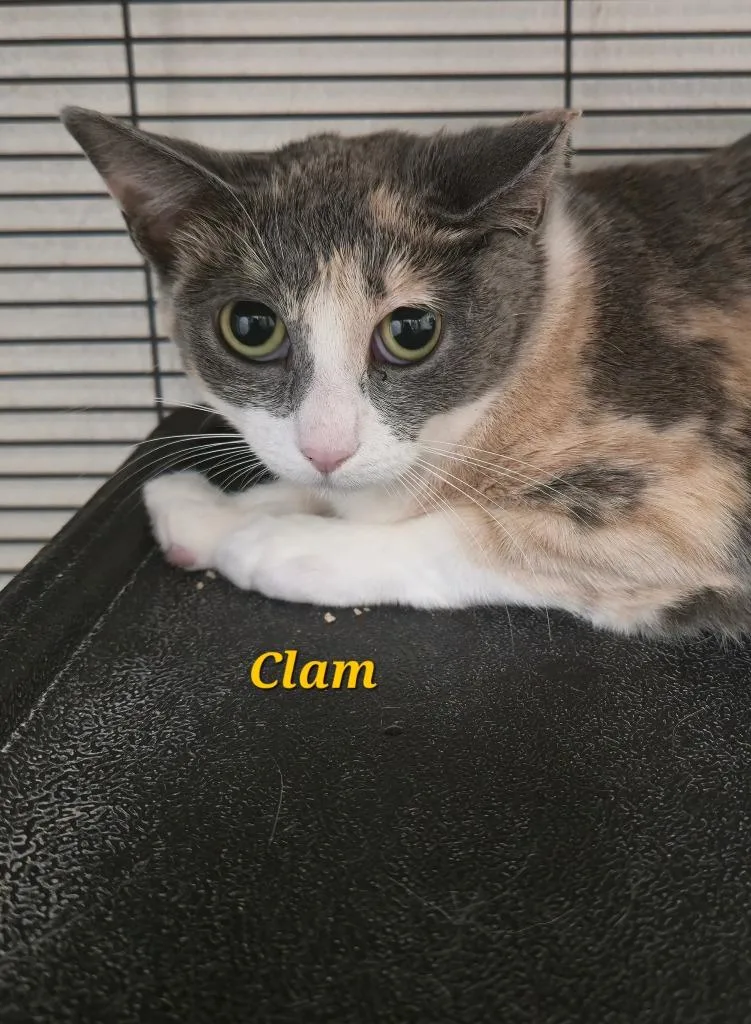 Clam thumbnail 3