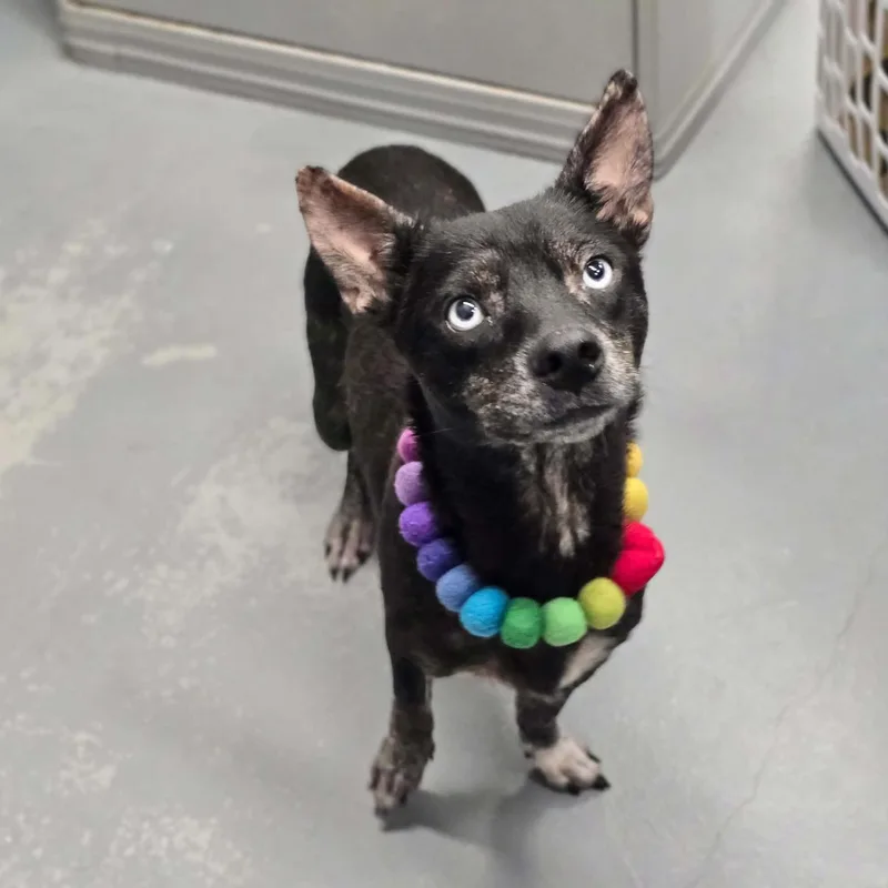 An adult small-sized female Dachshund dog named Berry for adoption in Boulder, CO