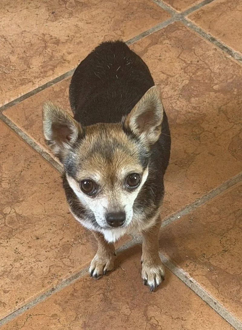 A young medium-sized female Chihuahua dog named CiCi for adoption in Ashville, OH