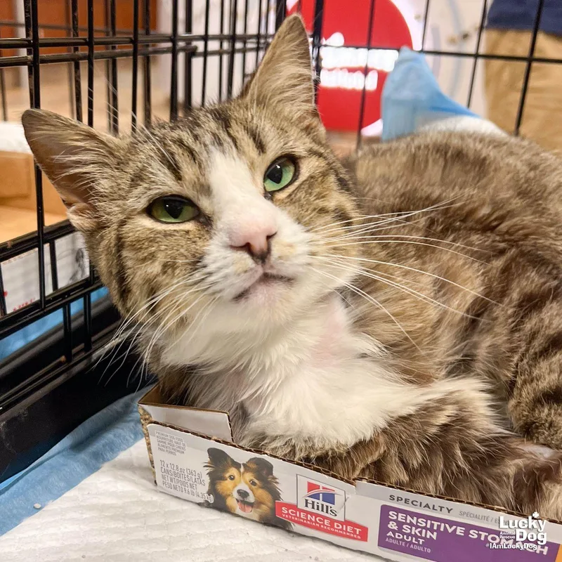 Muffin Man thumbnail 3