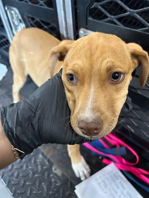 A young small-sized female Brown / Chocolate Mixed Breed dog named Star for adoption in Hobbs, NM