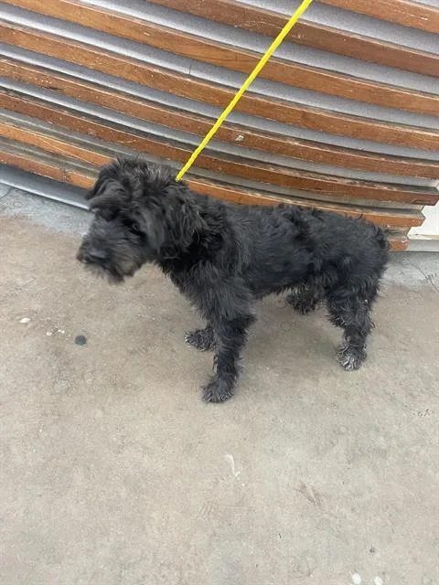 An adult small-sized male Mixed Breed dog named Rudolph for adoption in Dallas, TX