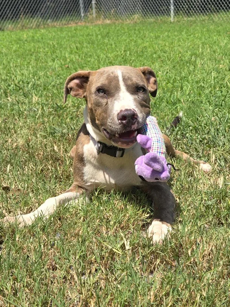 Astro