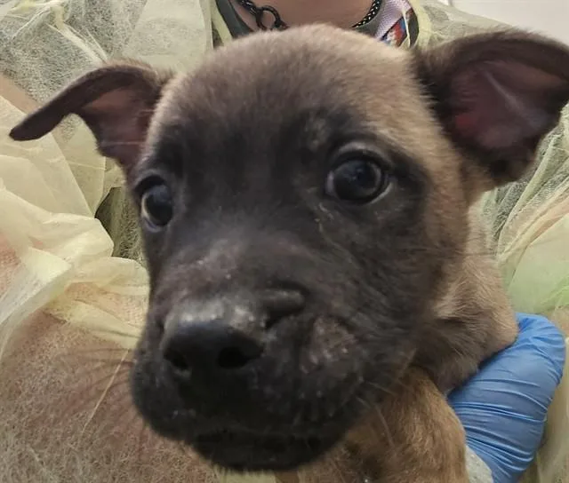 Chico