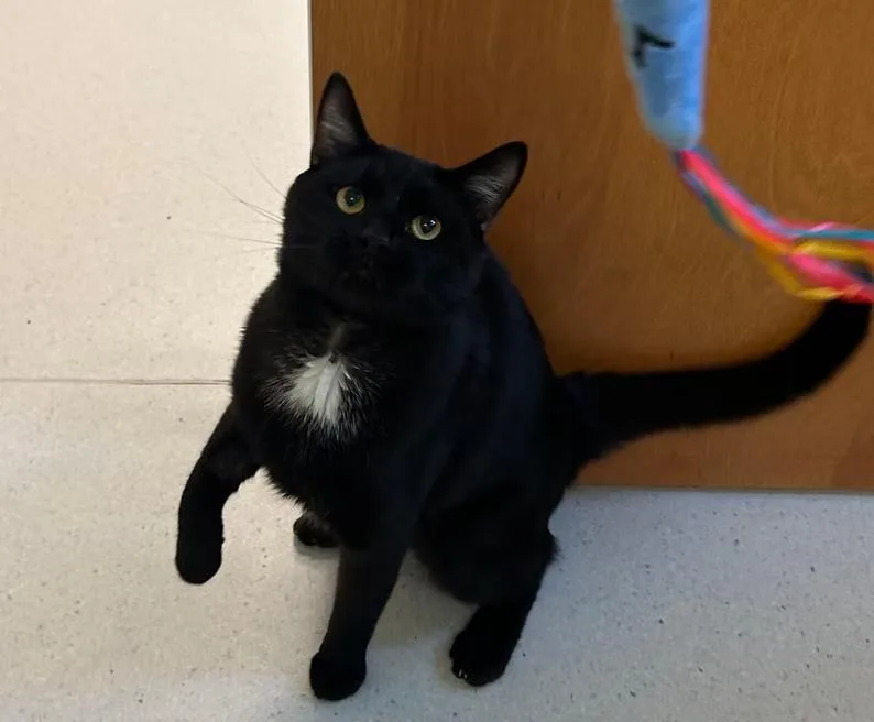 An adult medium-sized male Black & White / Tuxedo Domestic Short Hair cat named Dewey for adoption in Milton, MA