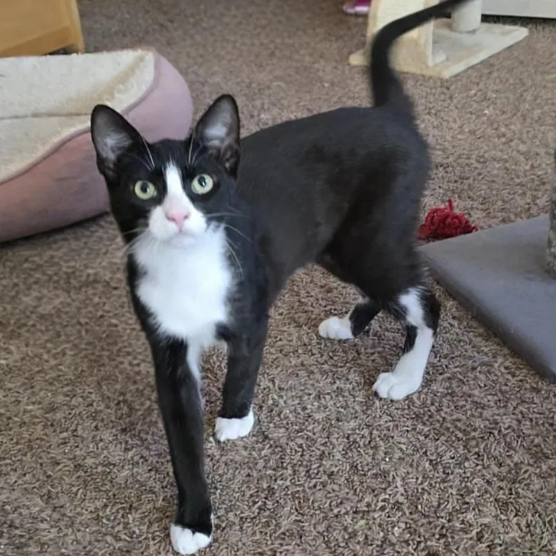 A young medium-sized male Black & White / Tuxedo Domestic Short Hair cat named Marlin for adoption in Buffalo, NY