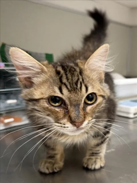 A baby small-sized male Domestic Medium Hair cat named Walter for adoption in Tracy, CA