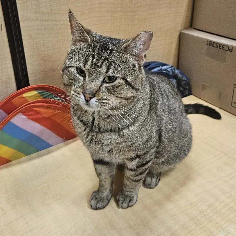 An adult large-sized male Brown / Chocolate Domestic Short Hair cat named Fred for adoption in Mount Laurel, NJ