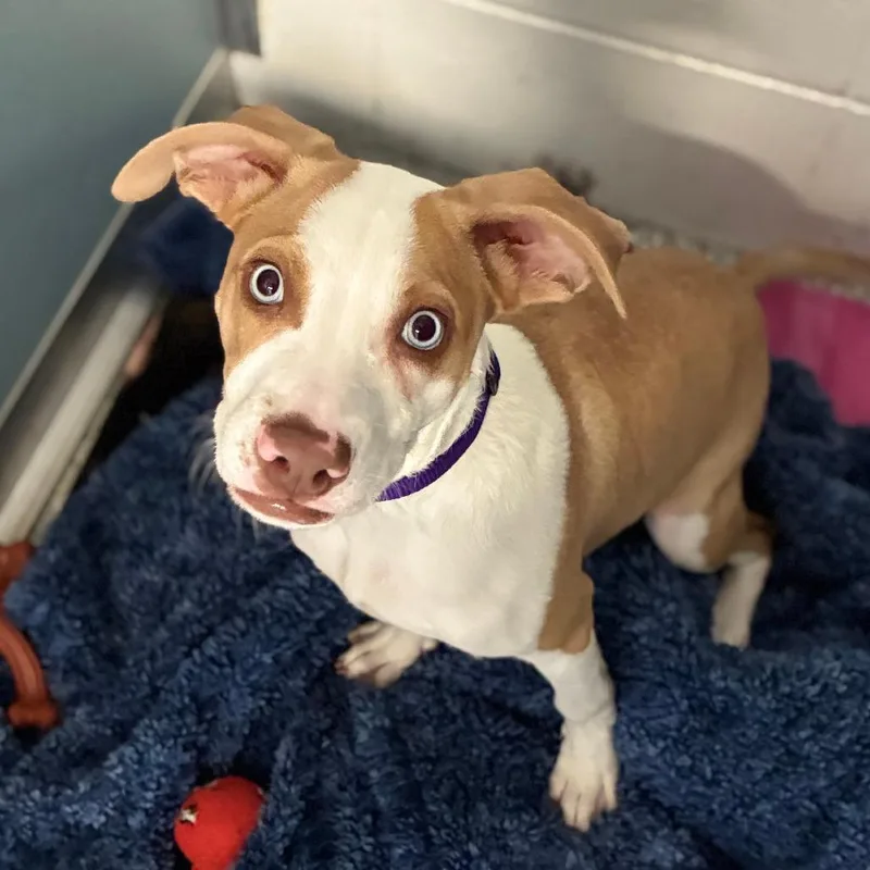 A baby medium-sized male Yellow / Tan / Blond / Fawn Mixed Breed dog named Habanero for adoption in South Elgin, IL