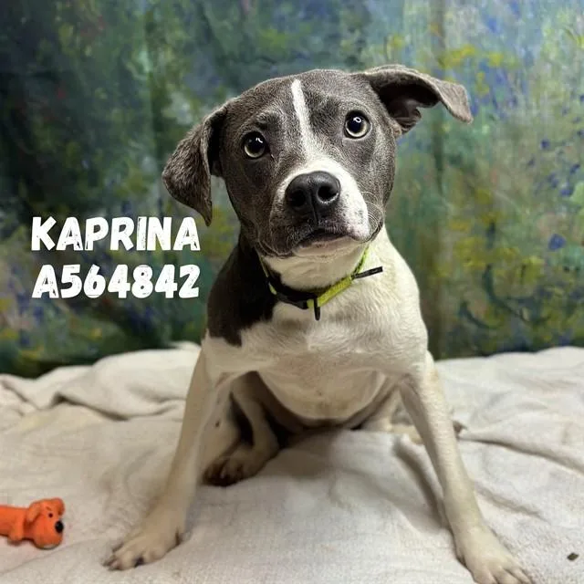 A young medium-sized female Pit Bull Terrier dog named Kaprina for adoption in Huntsville, AL